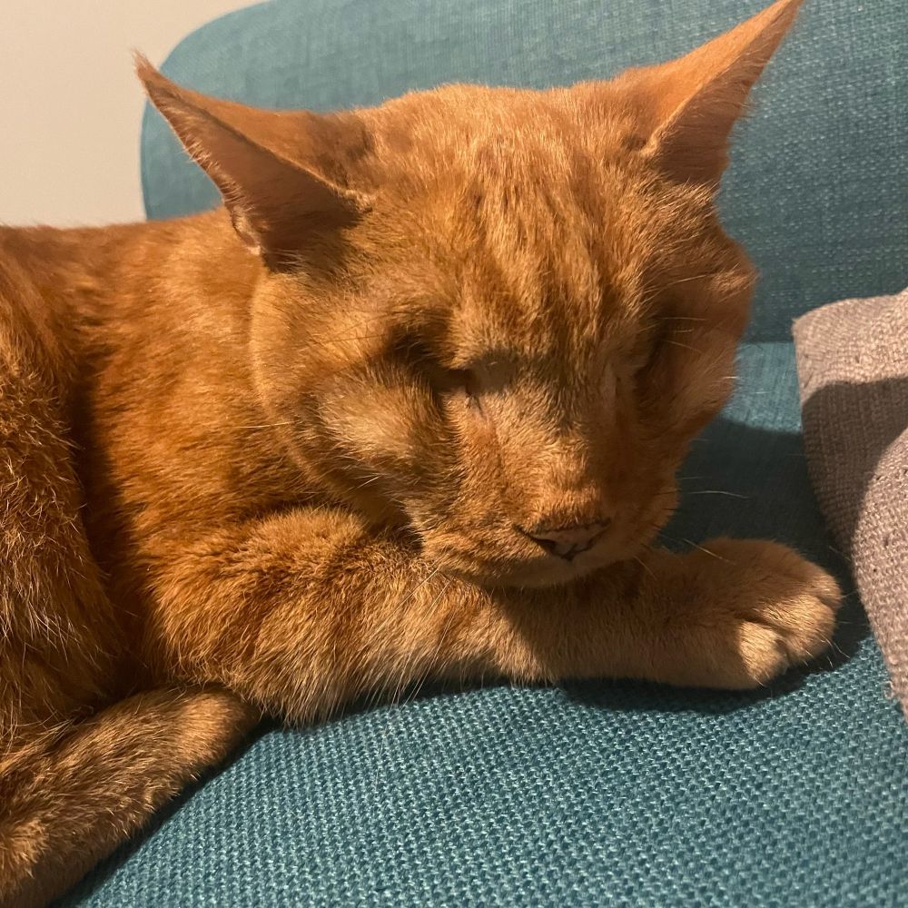Ginger cat with no eyes on a teal sofa. Head on his paw ‘looking’ at the camera