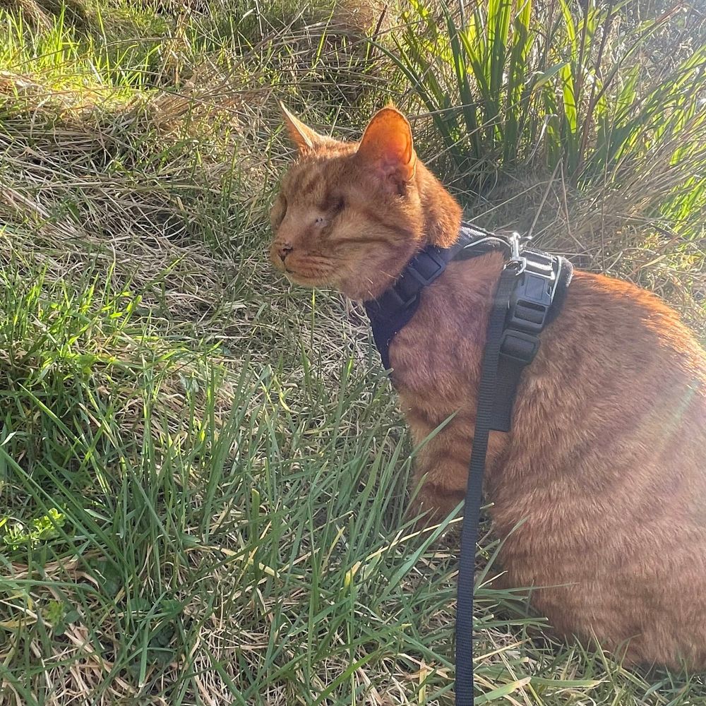 Ginger cat in a harness sat on the grass 