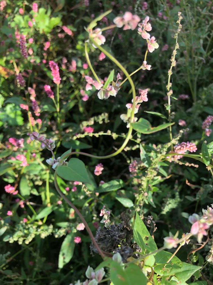 Delicate trailing climbing stem with small pinkish flowers - black bindweed.