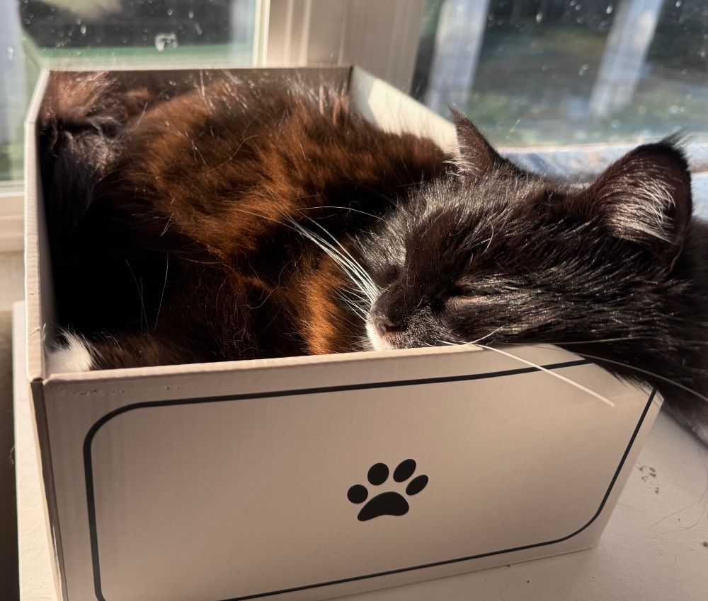 A fluffy tuxedo cat sleeps in a small box in a sunbeam 