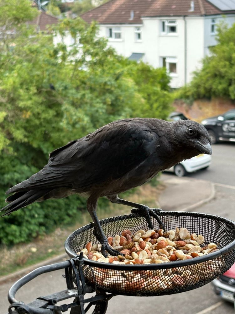 Young Jackdaw on the feeder looking at the camera 