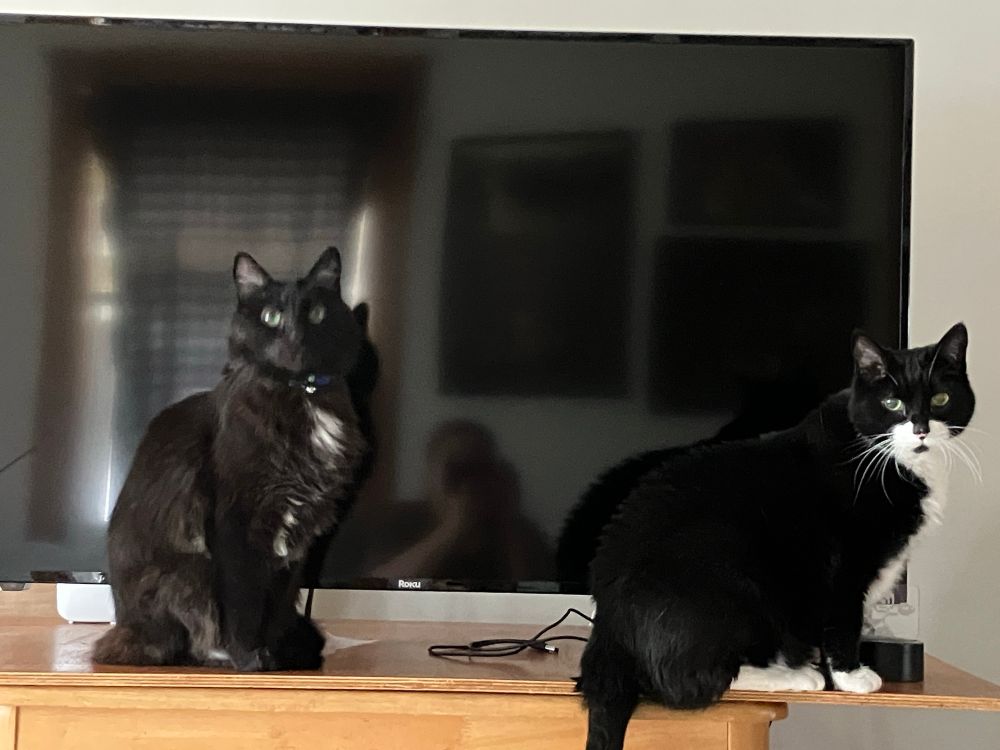 2 cats sitting in front of a tv that isn’t on, staring at me (who is reflected in the tv)