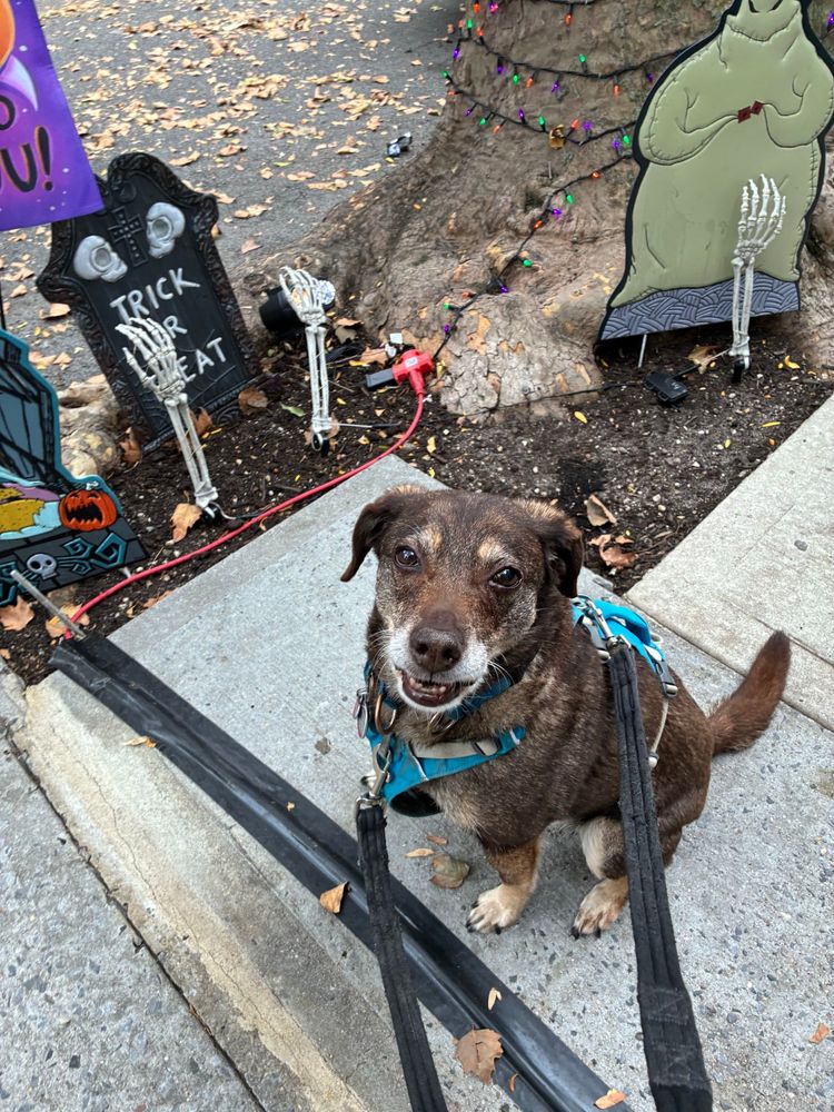 My dog Zoe standing by a bunch of local Halloween decorations.