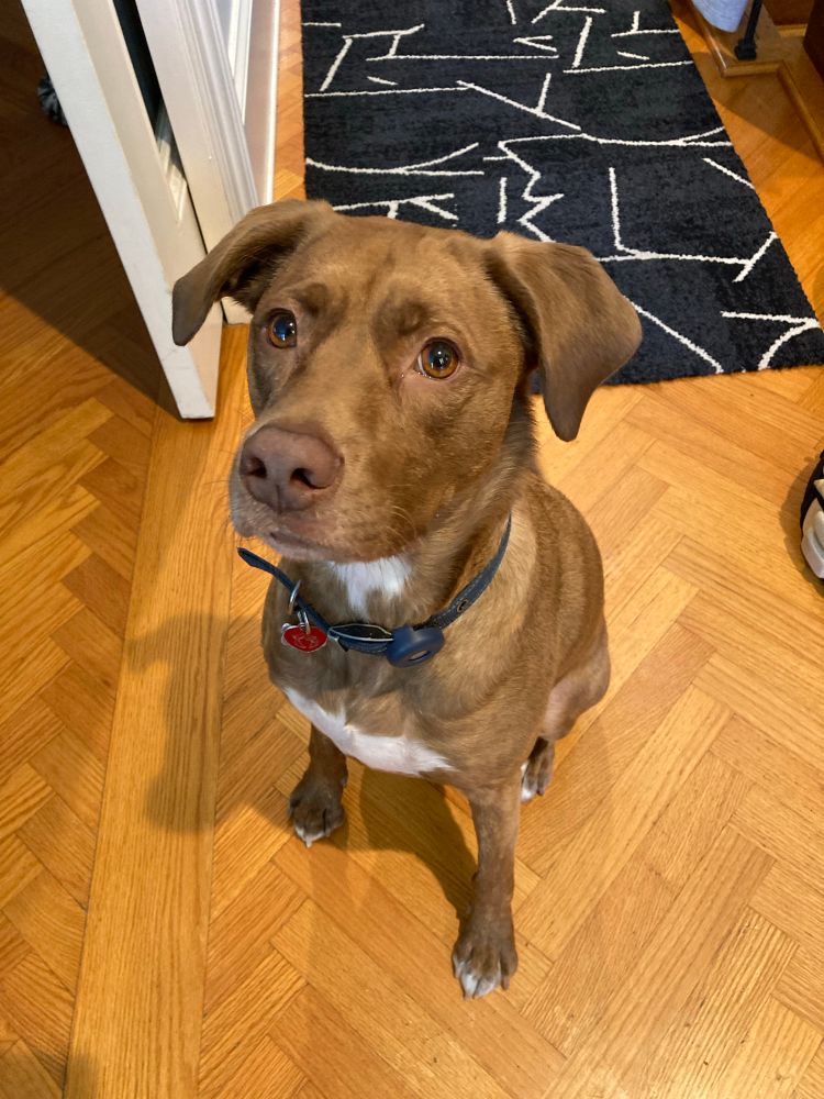 My dog training client Cinnamon, who is a light brown-gold with white patches on her neck, chest and feet looking at me because she wants food.