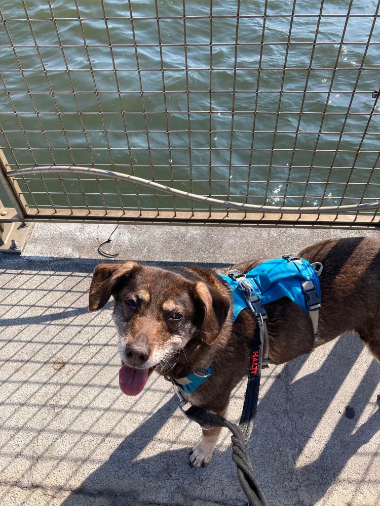 My dog Zoe is a brown dog wearing a blue harness smiling for the camera. She is at a local pier.