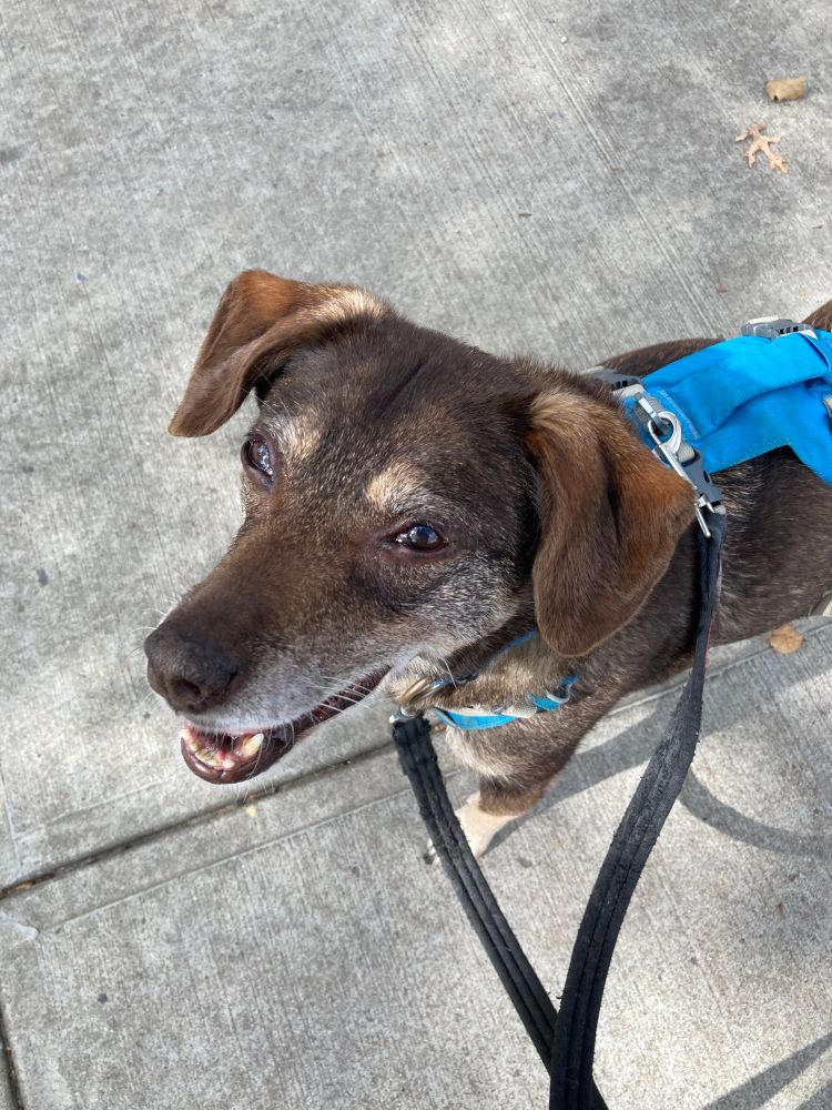 My dog Zoe, now 12 years old, staring at the camera with a smile.