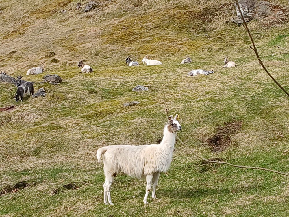 A white alpaca standing in a field. A herd of goats lie behind it.