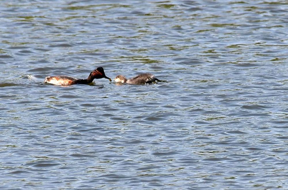 Black Necked Grebe feeding its young. 