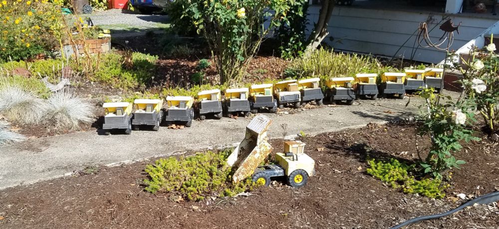 13 yellow Tonka trucks line one side of a walkway to a house. In the flower bed another yellow truck has been positioned so that it looks like it’s unloading a big sedum plant