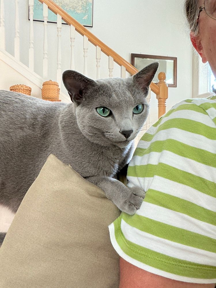 A gray cat sits on the back of a sofa. He has his right front paw on the arm of a person who is wearing a short sleeved white and lime green shirt. He looks at the camera with an expression that says “see what I have to put up with?”