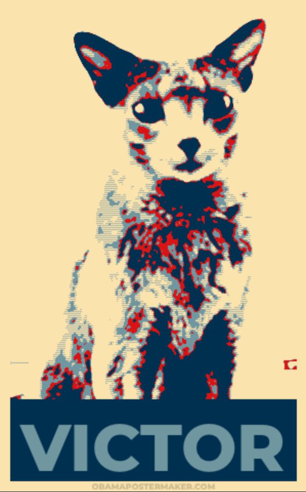 An image of a cat, in the style of the famous Shepard Fairey Obama “Hope” poster