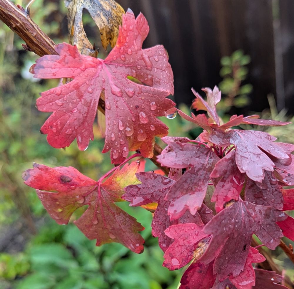 From Wikipedia: “The plant is a small to medium-sized deciduous shrub, 2–3 metres (6+1⁄2–10 feet) tall. The leaves are 1.5–4 centimetres (1⁄2–1+1⁄2 in) long, green, semi-leathery, with 3 or 5 lobes; they turn red in autumn.”

this close up photo shows deep red leaves scattered with raindrops.