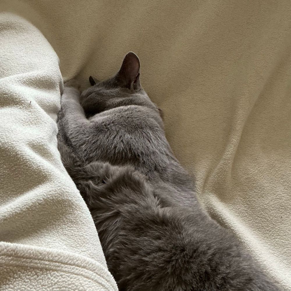 A grey cat is fast asleep on a cream fleece blanket. He is stretched out alongside a person’s leg