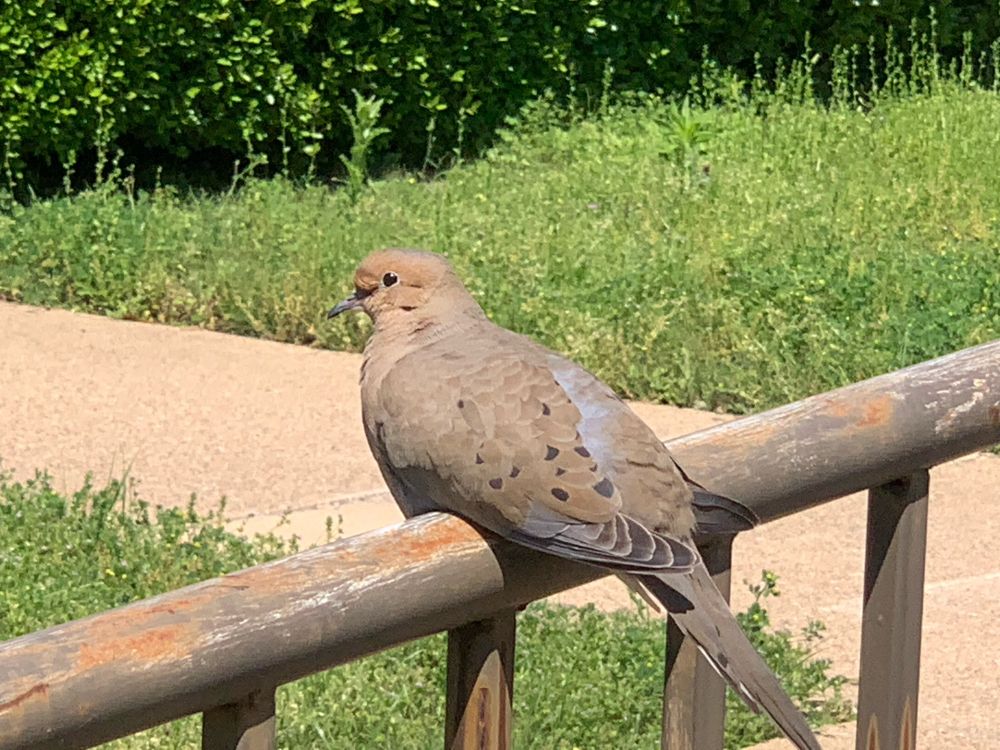 My dove friend sitting on a rail.