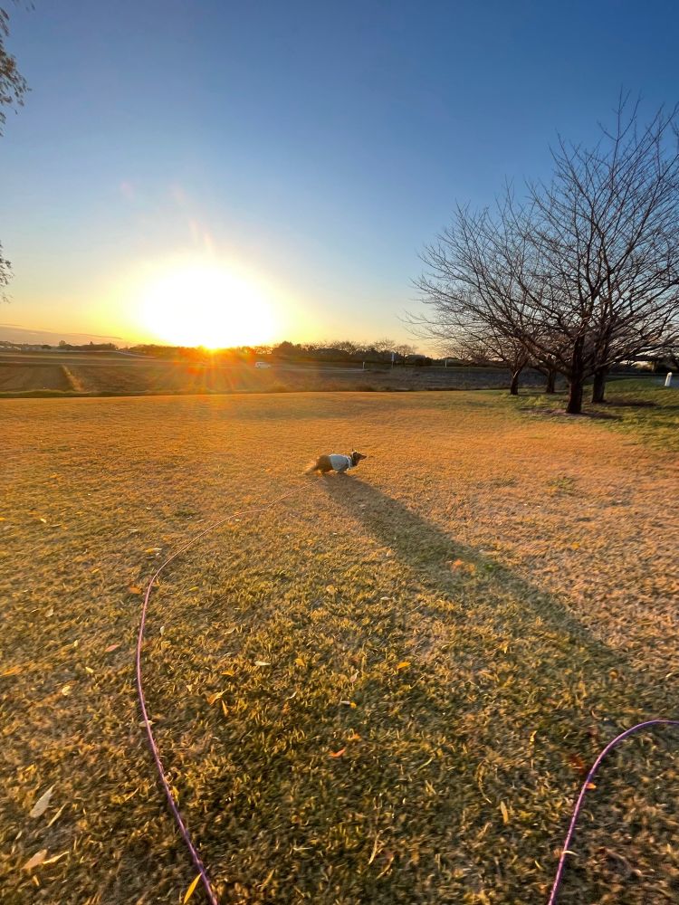 夕日と走る犬