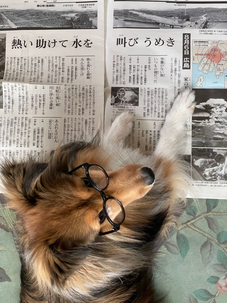 広島の原爆の被害を伝える新聞を読むシェルティ（やらせ）