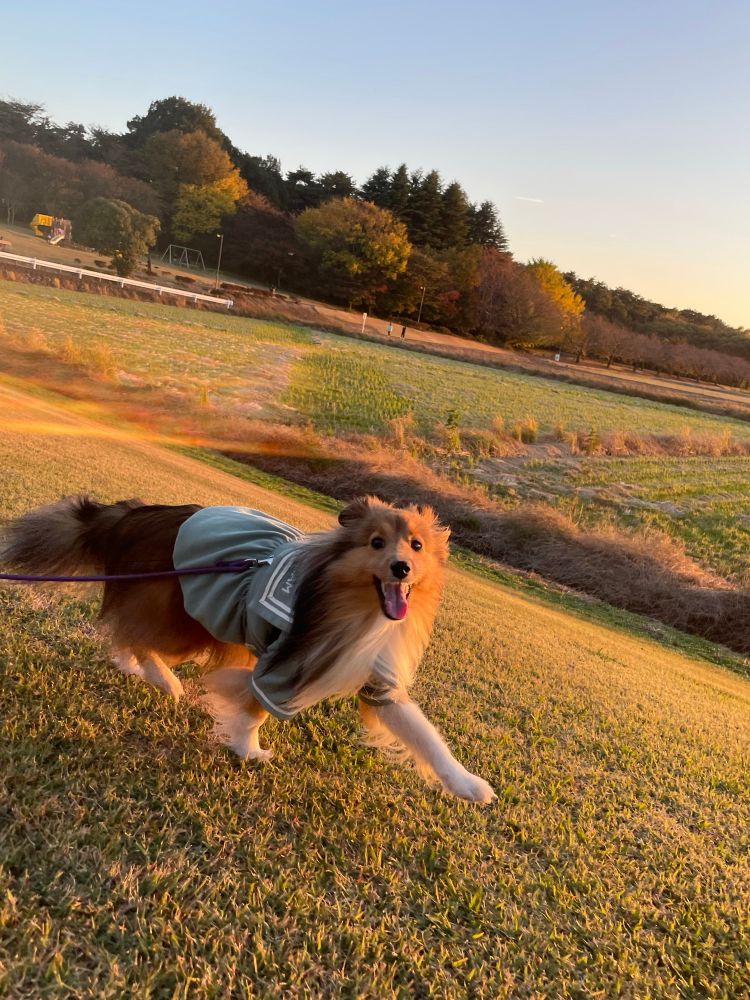 sunset+sheltie