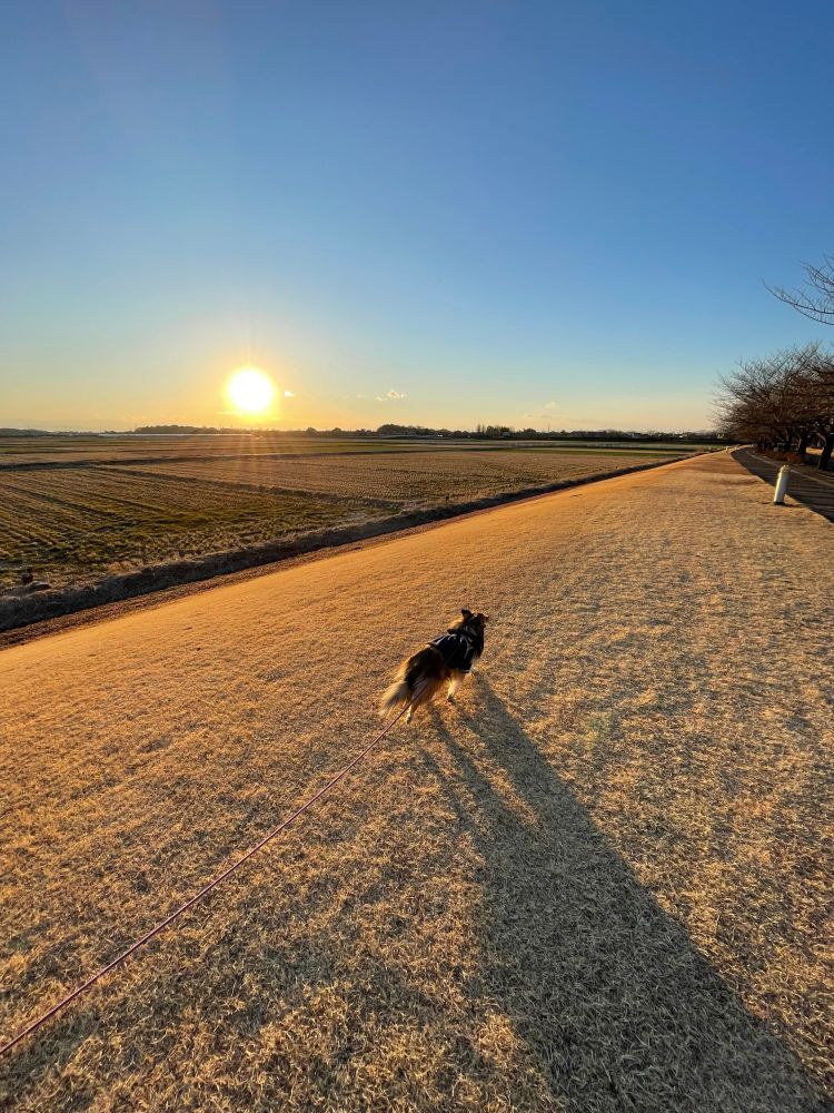 夕日に向かって進むシェルティ