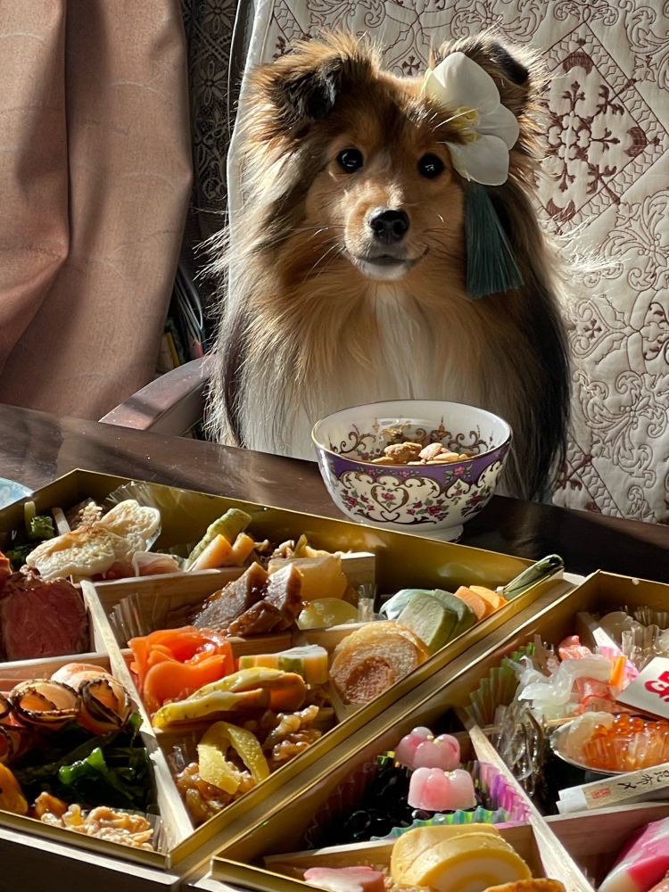 お節料理とシェルティ