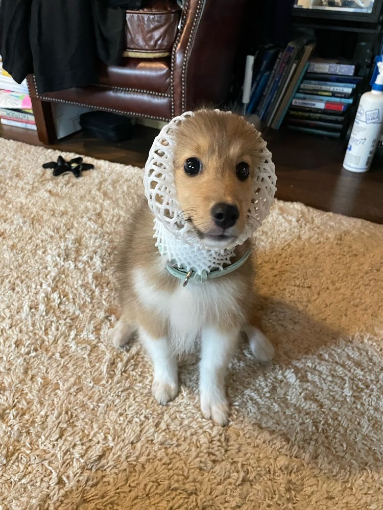果物ネットであたまをくるまれてるシェルティの子犬