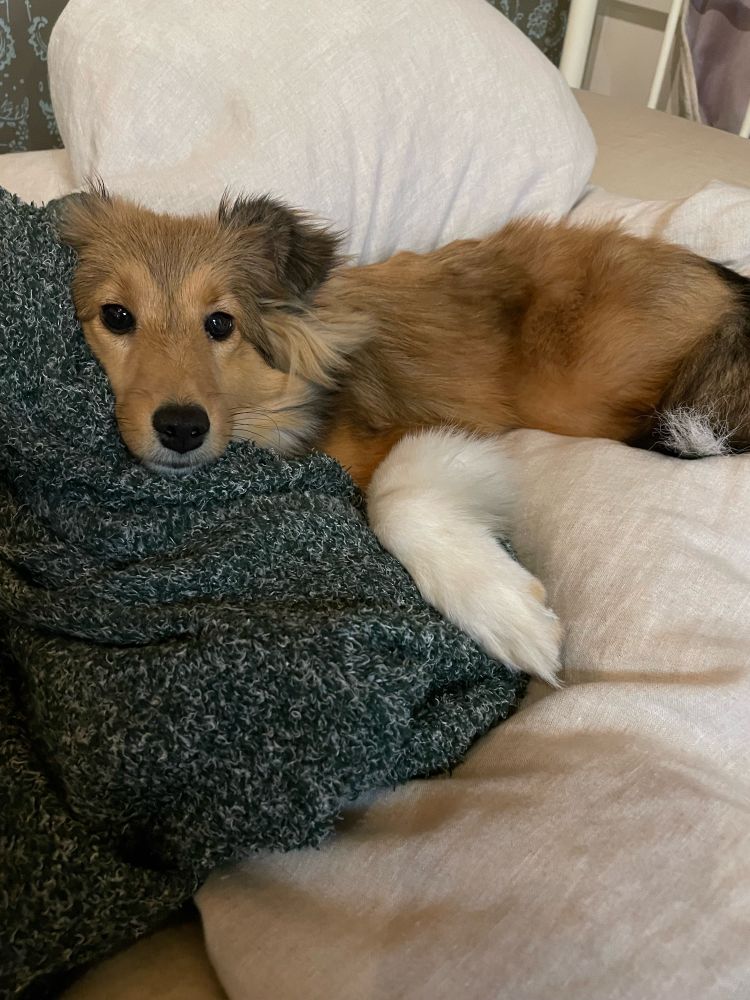 ベッドの上でくつろぐ子犬のシェルティ