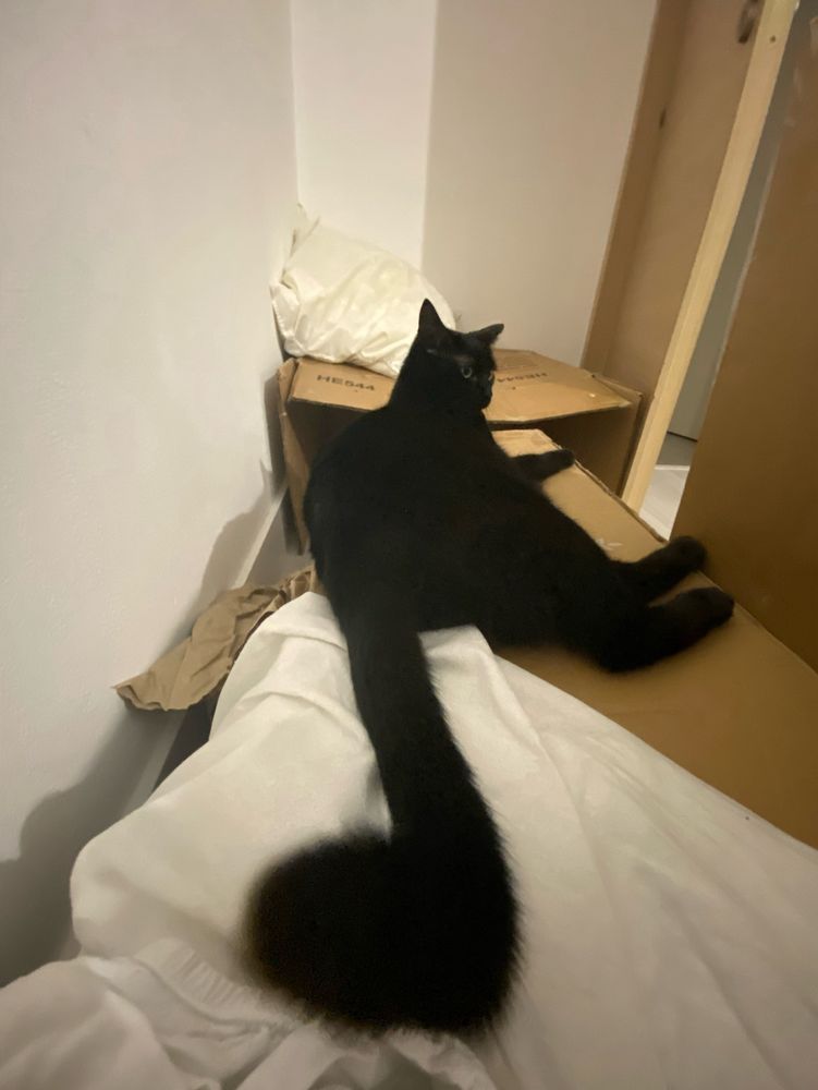 0.5. Picture of a black cat laying. Her tail is on the front of the shot and it’s so long it kinda looks like a music note