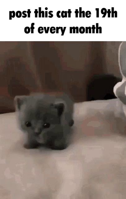 a small gray kitten is walking on a bed with the caption `` post this cat the 19th of every month '' .