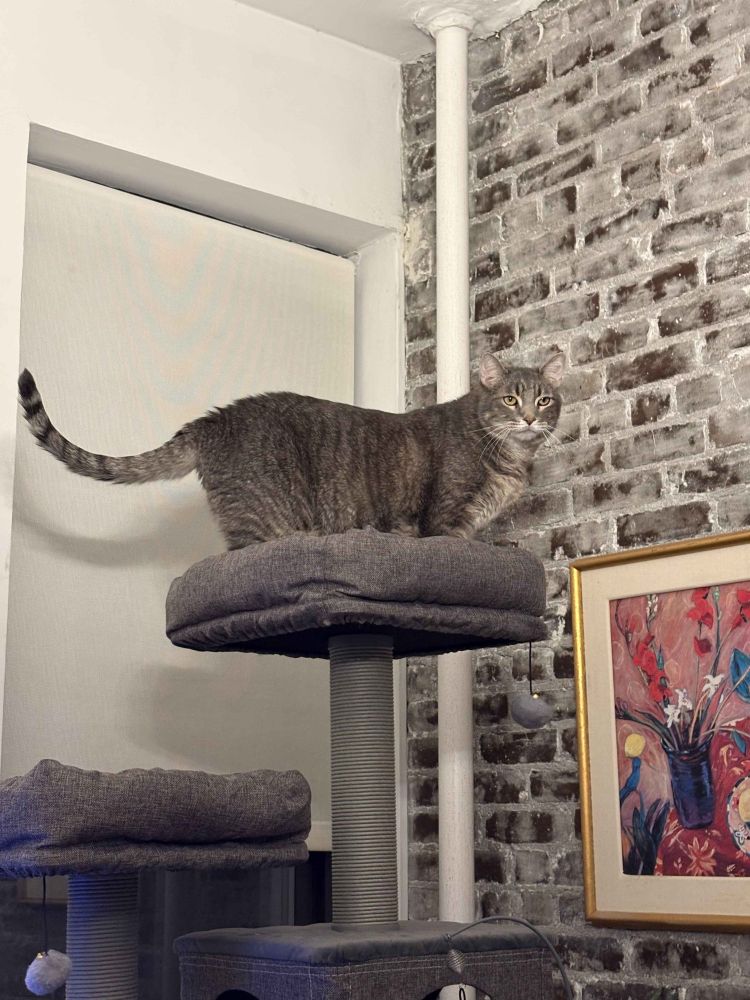 My cat Poncho standing majestically on the top spire of a very tall cat tree looking upon his kingdom