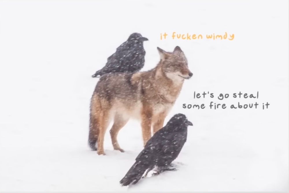 Photo of a coyote and two ravens in white-out snow. The coyote is standing, ears back, tail lowered and eyes half shut. One raven is sitting on the coyote's back, the other at its forefeet. They are all peering towards the right. 

Line of coyote-colored dialogue by the coyote: it fucken wimdy

Line of raven-colored dialogue by the raven at its feet: let's go steal some fire about it

The still is from a video by Overly Sarcastic Productions, but I don't remember which one. The typeface is OSP Red's distinctive hand printing.