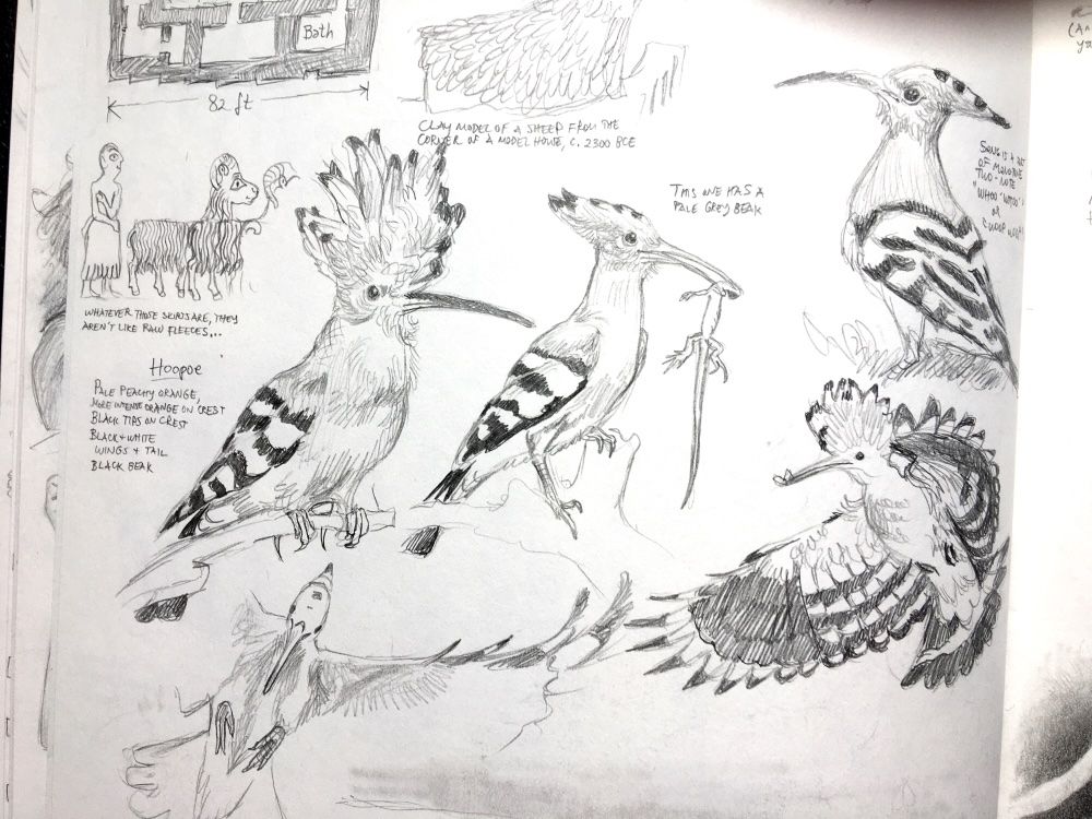 About half a page from the sketchbook of Alessandra Kelley. Graphite drawings of hoopoes, a bird native to Africa, Asia and Europe with striking black-and-white wings and peachy pink shoulders and a big crest. Studies of birds perched, eating a small lizard, or flying with wings spread showing the black-and-white feather pattern.

There are also a few notes on Mesopotamian house plans and a note that they depicted sheep's wool differently from the way they depicted their skirts, suggesting that the skirts are not just plain fleeces, as some have claimed.