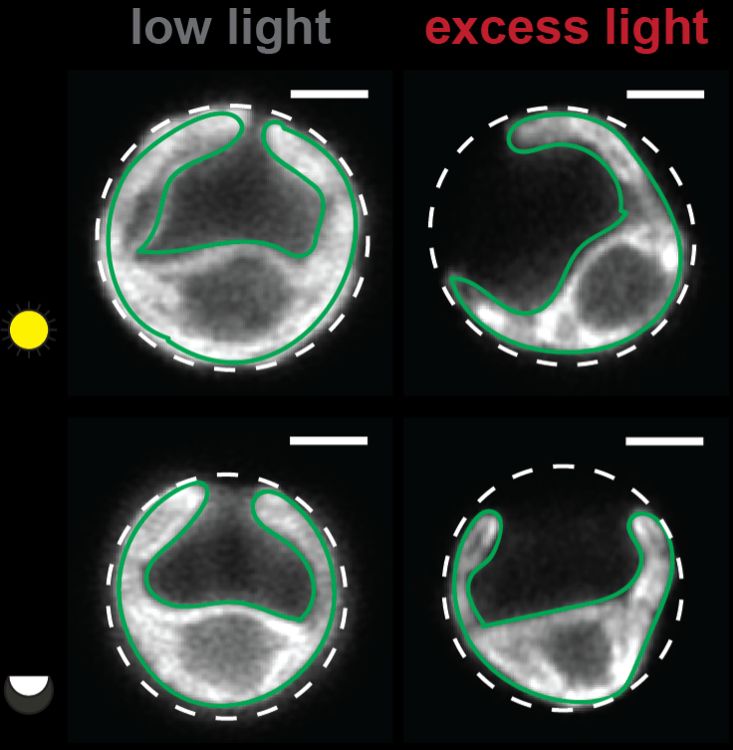 Airyscan microscopy of chlorophyll fluorescence in Chlamy cells acclimated to diurnal low light or excess light taken in the daytime or the nighttime. The cells are outlined with a dotted white line, each containing a single cup-shaped chloroplast, which is outlined in green.