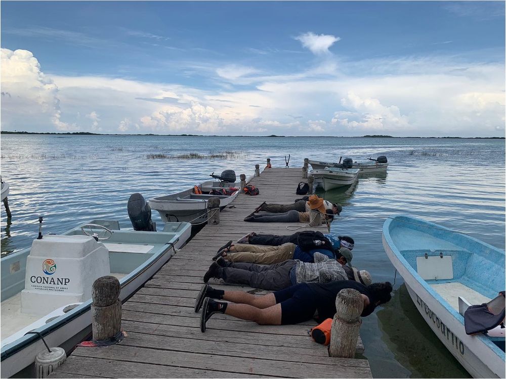 A group of researchers lies down on a dock to look for pupfishes in one of the private lagoons around Tulum, México.