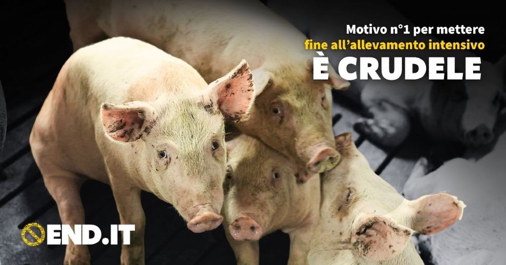 Suini in un allevamento intensivo, hanno l'aria spaventata e sembrano sporchi. Si legge: Motivo n°1 per mettere fine all’allevamento intensivo: è crudele