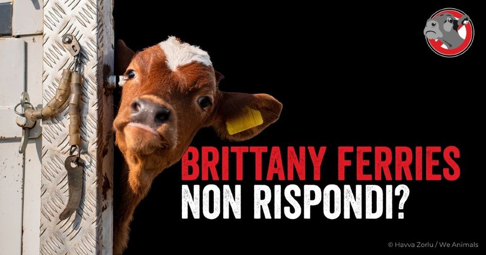 si vede un vitellino durante il trasporto. Si legge: Brittany Ferries, non rispondi?