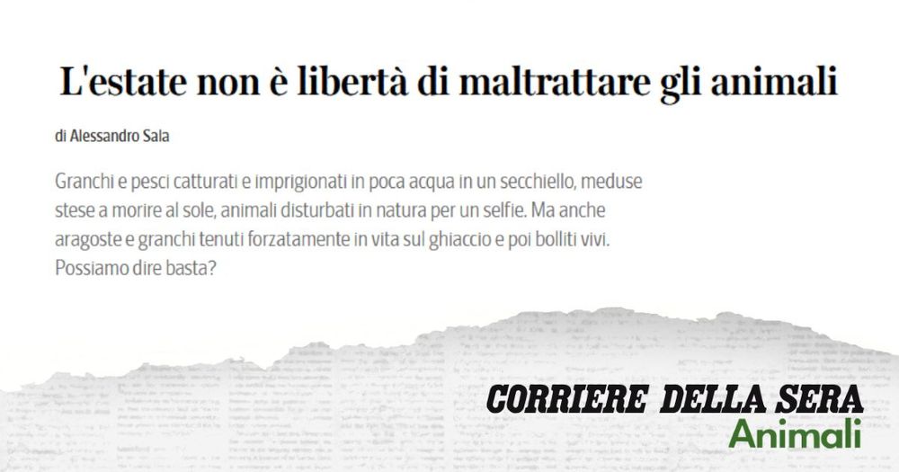 Schermata del sito del Corriere della Sera in cui si legge: 'estate non è libertà di maltrattare gli animali, di Alessandro Sala. 
Granchi e pesci catturati e imprigionati in poca acqua in un secchiello, meduse stese a morire al sole, animali disturbati in natura per un selfie. Ma anche aragoste e granchi tenuti forzatamente in vita sul ghiaccio e poi bolliti vivi. Possiamo dire basta?