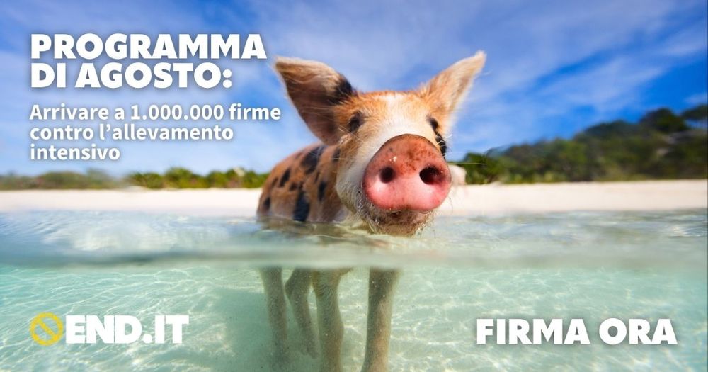 un giovane suino nuota a mare, si vede una spiaggia e un mare cristallino, l'acqua gli arriva fino al muso. Si legge: programma di agosto, arrivare a un milione di firme contro l’allevamento intensivo