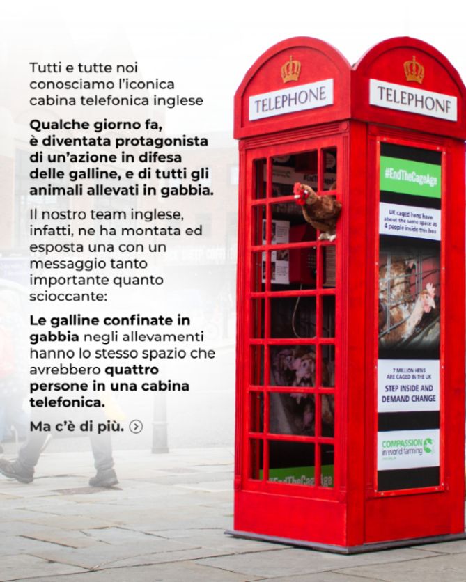 Si vede una cabina telefonica rossa. Si legge: Tutti e tutte noi conosciamo l’iconica cabina telefonica inglese. Qualche giorno fa, è diventata protagonista di un’azione in difesa delle galline, e di tutti gli animali allevati in gabbia. Il nostro team inglese, infatti, ne ha montata ed esposta una con un messaggio tanto importante quanto scioccante: Le galline confinate in gabbia negli allevamenti hanno lo stesso spazio che avrebbero quattro persone in una cabina telefonica. Ma c'è di più