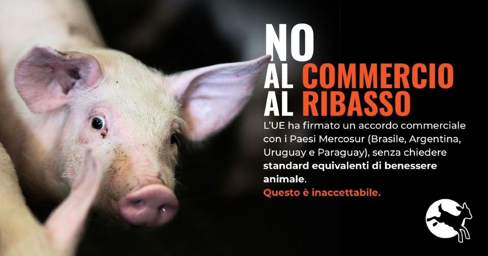 foto di un suinetto. Si legge: No al commercio al ribasso. L’UE ha firmato un accordo commerciale con i Paesi Mercosur (Brasile, Argentina, Uruguay e Paraguay), senza chiedere standard equivalenti di benessere animale. Questo è inaccettabile.