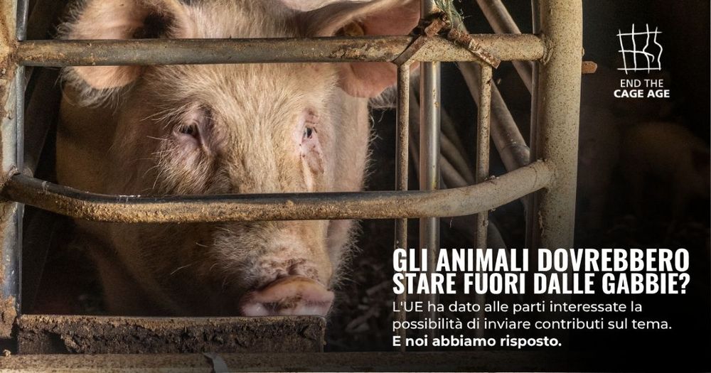si vede una scrofa dallo sguardo triste in gabbia. Si legge: Gli animali dovrebbero stare fuori dalle gabbie? L'UE ha dato alle parti interessate la possibilità di inviare contributi sul tema. E noi abbiamo risposto.