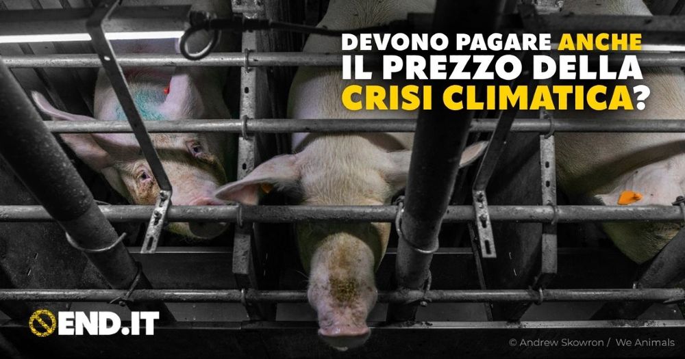  In uno scatto di Andrew Skowron per We Animals si vedono delle scrofe confinate in gabbie di gestazione in un allevamento intensivo. Si legge: devono pagare anche il prezzo della crisi climatica?