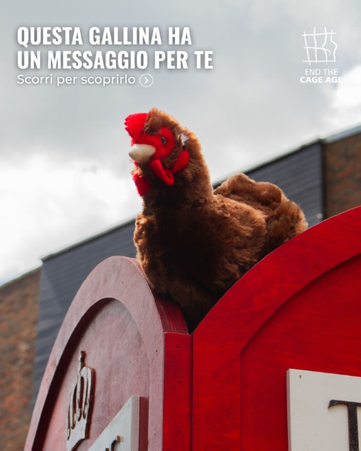 gallina di stoffa appoggiata in cima a una cabina telefonica rossa. Si legge: questa gallina ha un messaggio per te. Scorri per scoprire quale