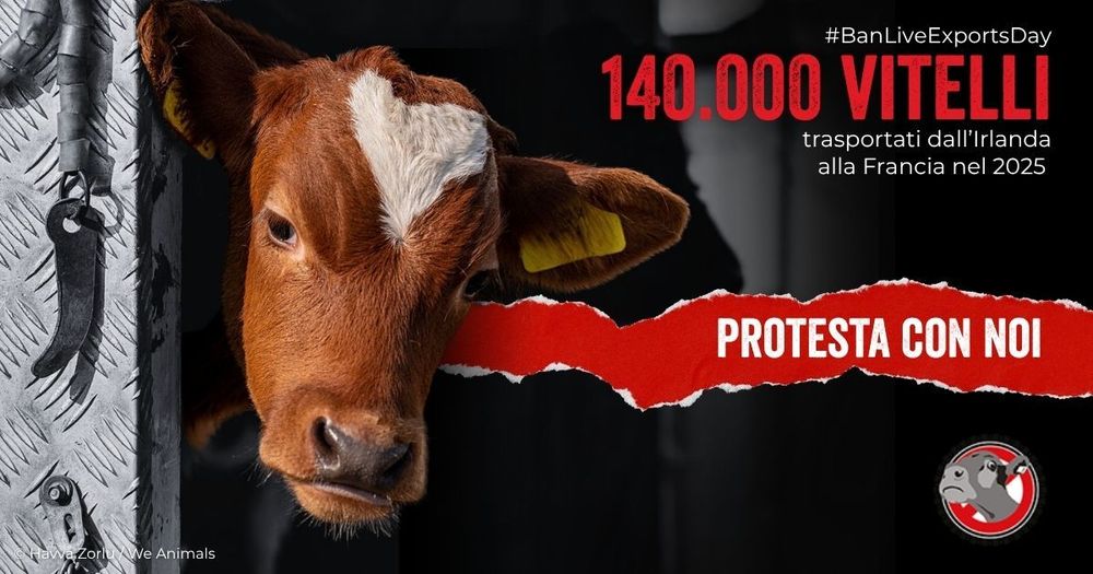 Fotografia di un vitello durante il trasporto, scattata da Havva Zorlu per We Animals. Si legge: cento quaranta mila vitelli trasportati dall'Irlanda alla Francia nel 2025. Segue un invito a entrare in azione