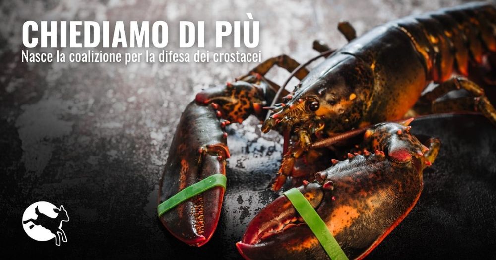 foto di un'astice con le chele legate con un nastro. Si legge: Chiediamo di più. Nasce la coalizione per la difesa dei crostacei.