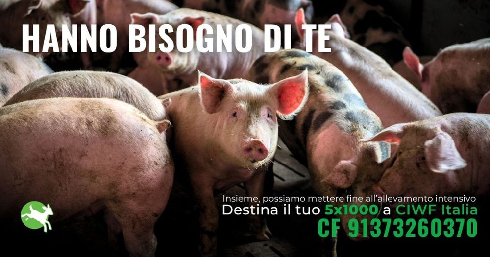 suini in un allevamento intensivo, uno guarda verso l'obiettivo. Si legge "Hanno bisogno di te" e un invito a destinare il 5x1000 a CIWF Italia