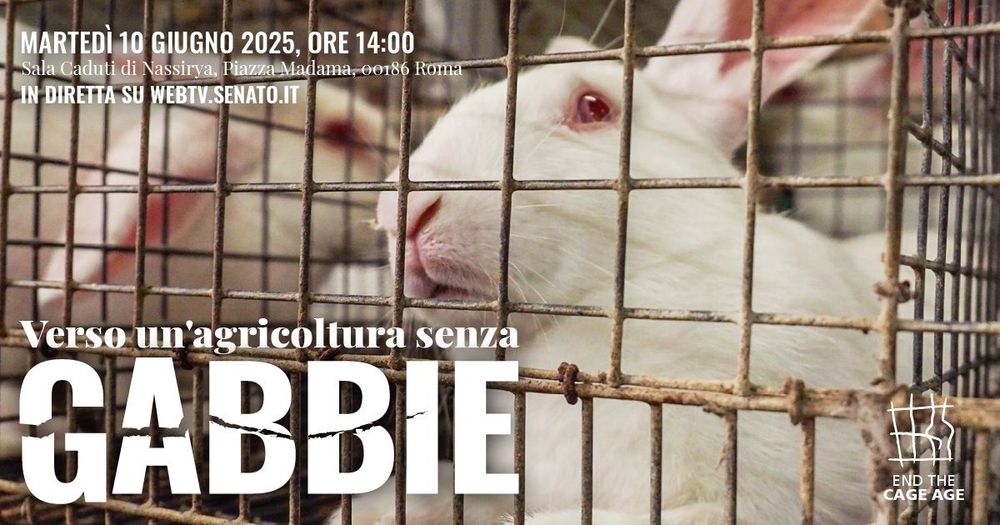 Coniglio in gabbia, si legge: verso un'agricoltura senza gabbie. Martedì 10 giugno 2025, ore 14:00. Sala Caduti di Nassirya, Piazza Madama, 00186 Roma. In diretta su webtv.senato.it