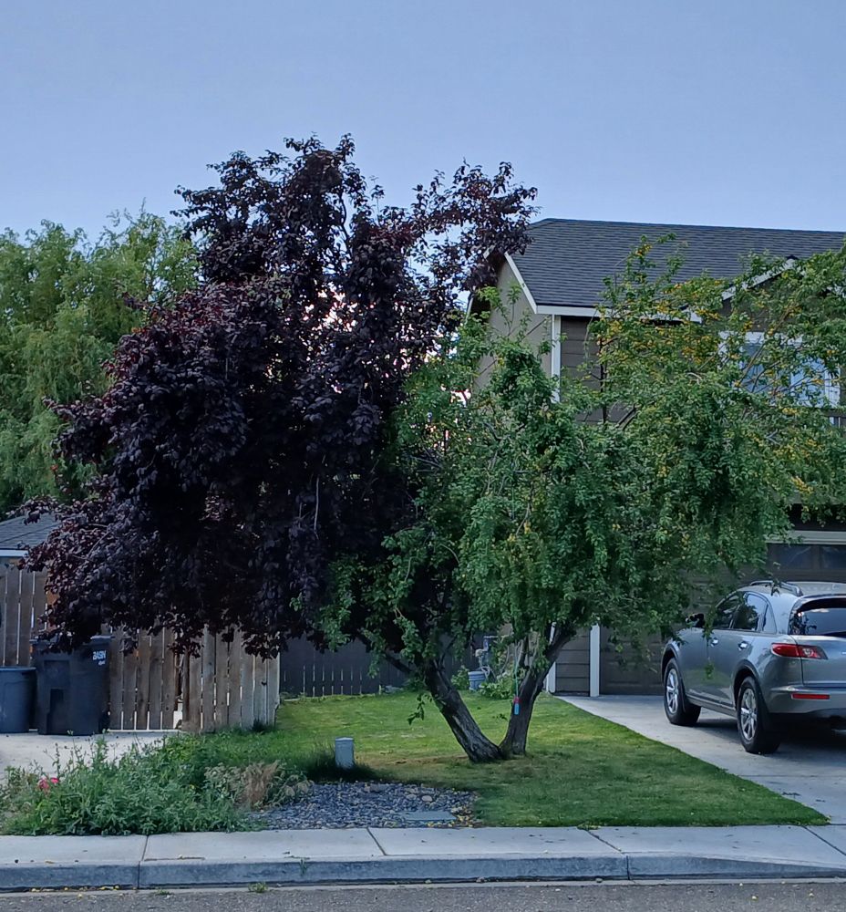 An olive and cherry tree planted together