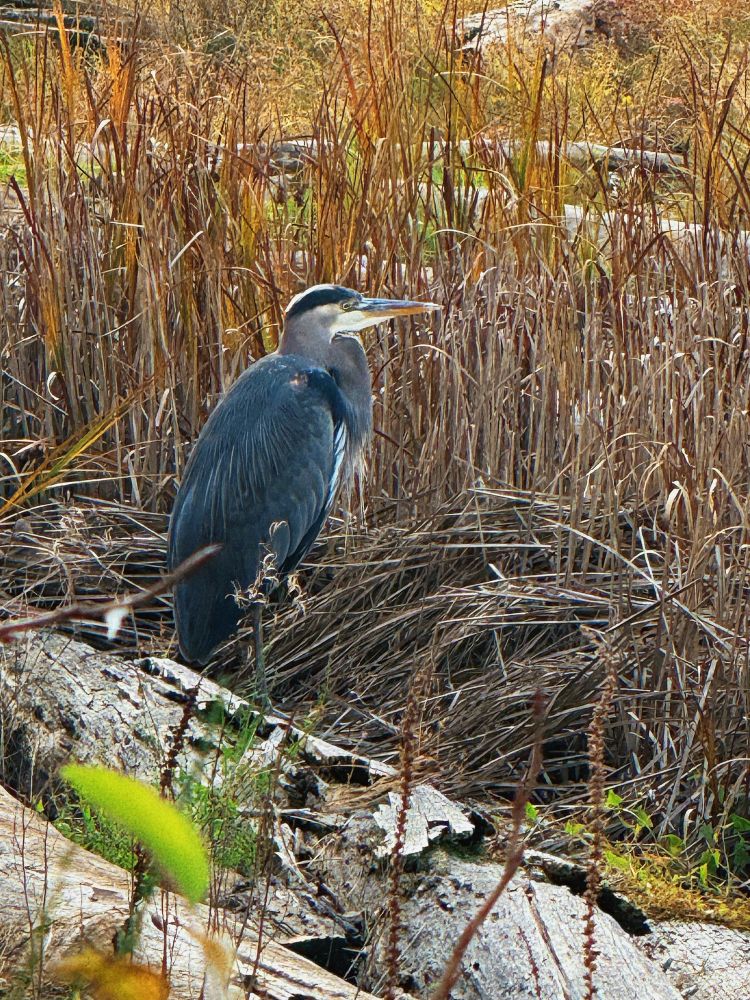 Picture of a blue heron sitting on a log in a marshy landscape 
