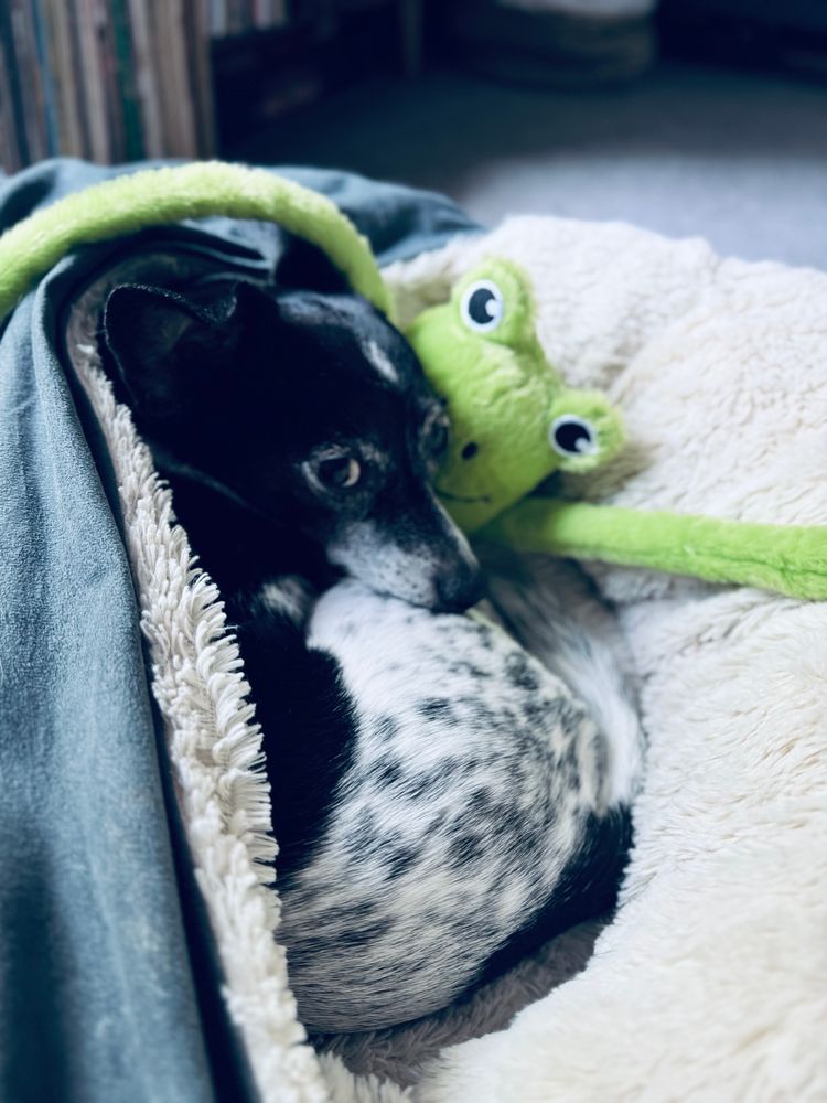 Cute little dog laying in his bed cuddling a stuffed frog 