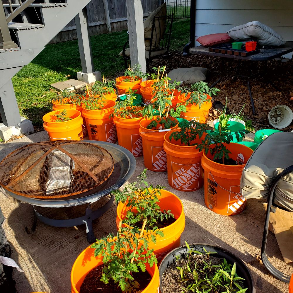 Different plants in green and orange buckets