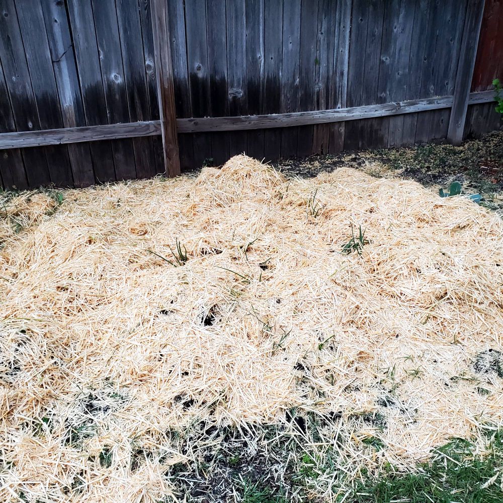 Straw hay over onions and potatoes